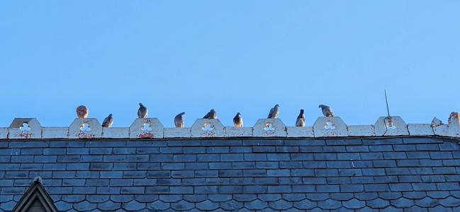 Church Roofline - Birds.jpg