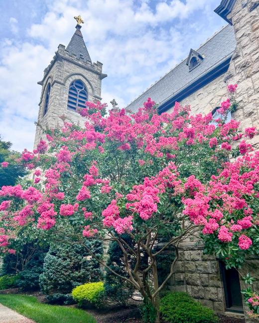 Photo of Church with Pink Tree.jpg